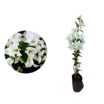 kit 2 Mudas de Primavera Branca 20 a 40cm AMK Plantas Online kit 2 Mudas de Primavera Branca 20 a 40cm AMK Plantas Online