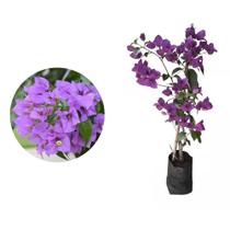 kit 2 Mudas de Primavera Roxa 20 a 40cm AMK - Plantas Online