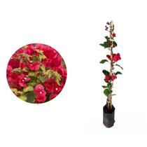 Kit 2 Mudas de Primavera Vermelha 20 a 40cm AMK Plantas Online
