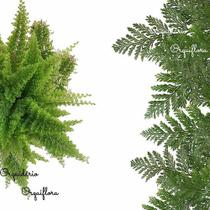 Kit 2 Mudas Jovens Mini Samambaia Havaiana E Renda Francesa