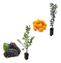 Kit 2 Mudas - Laranja Kinkan + 1 Amora Italiana