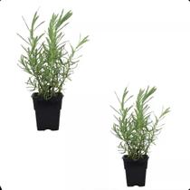 Kit 2 Mudas Lavanda Francesa Alfazema Repelente Aromatica - LELO PRESENTES