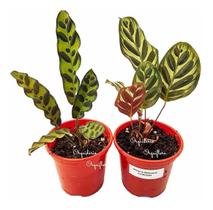 Kit 2 Mudas Maranta Cascavel E Pavão Com Plantas Naturais Exóticas Para Ambientes Decoração Natural