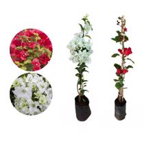 Kit 2 Mudas Primavera Vermelha Branca 50 a 80 Plantas Online