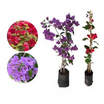 Kit 2 Mudas Primavera Vermelha Roxa 20 a 40 Plantas Online