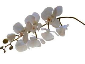 Kit 2 orquideas artificiais Brancas em silicone