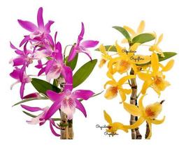 Kit 2 Orquídeas Dendrobium Stardust's ! Plantas Adultas ! Kit 2 Orquídeas Dendrobium Stardust's ! Plantas Adultas !