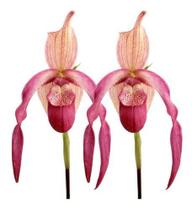 Kit 2 Orquídeas Phragmipedium Schroederae + Musgo