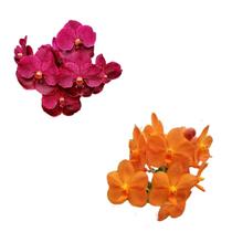 Kit - 2 Orquídeas Vandas - Vermelha e Laranja