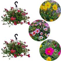 kit 2 Plantas Onze Horas Portulaca Grandiflora Adulta Cuia