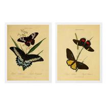 Kit 2 Quadros Borboletas Antigas 24x18cm