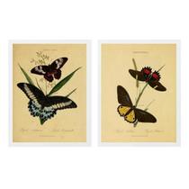 Kit 2 Quadros Borboletas Antigas 45X34Cm
