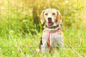 Kit 2 Quebra-Cabeça Inclusivos Beleza de Cachorros 60 Peças