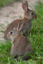 Kit 2 Quebra-Cabeça Inclusivos Beleza Dos Coelhos Em 40