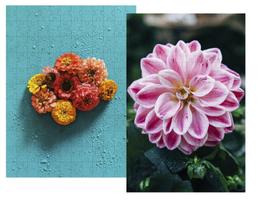 Kit 2 Quebra-cabeças Cognitivo p/idosas Flores Brasil 60pçs