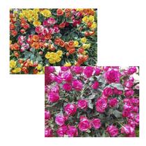 Kit 2 Quebra-cabeças Cognitivos para a Mente Primavera em Atibaia 60 peças Kit 2 Quebra-cabeças Cognitivos para a Mente Primavera em Atibaia 60 peças