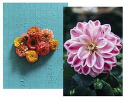 Kit 2 Quebra-cabeças Cognitivos para idosas Flores do Brasil de 60 peças