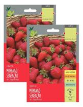 Kit 2 Sementes Morango Sensação Gigante Super Doce 50mg Kit 2 Sementes Morango Sensação Gigante Super Doce 50mg