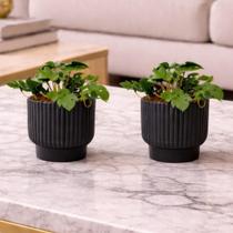 Kit 2 Vasos Decorativos Mini Costela de Adão Artificial Realista para Interiores