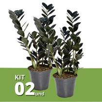 Kit 2 Zamioculca Preta Black Negra Queen Muda Rara Exótica