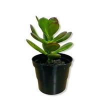 KIT 20 Mini-Vasos Preto Para Plantas E Suculentas. Pote 6/80 ml.