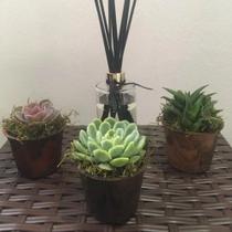 Kit 20 peças de vaso plástico nº9 para suculentas ou violetas - cores amadeiradas