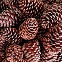 Kit 20 Pinha Natural para Artesanato Decoração Enfeite Natal Animais Roedores como Chinchila Coelho outros Kit 20 Pinha Natural para Artesanato Decoração Enfeite Natal Animais Roedores como Chinchila Coelho outros