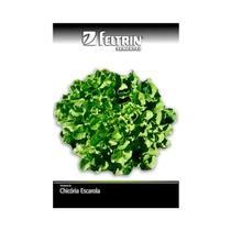 Kit 25PT Semente Chicoria Escarola Barbarella 709 - Feltrin Kit 25PT Semente Chicoria Escarola Barbarella 709 - Feltrin
