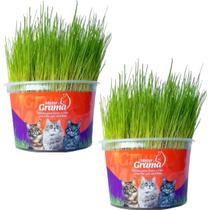 Kit 2un Graminha para Gatos - Mister Grama Kit 2un Graminha para Gatos - Mister Grama