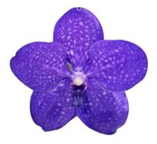 Kit 2un Planta Orquidea Vanda Azul Claro E Escuro Flor Jardim Raizes Nuas Desenvasada