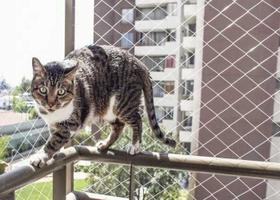 Kit 3.00x3.00 De Tela E Redes De Proteção Malha 3x3 Para Gatos e Calopsita