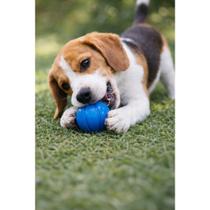 kit 3 Bolinha pet com apito longa duração resistente boa para os dentes cor sortida