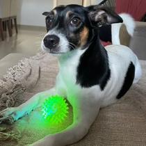 Kit 3 Bolinhas LED Colorida Pets c/ Som Brinquedo Interativo Neon p/ Cachorro Cães Gatos Animais Passeios Parques Treinos Viagens