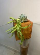 Kit 3 cachepot madeira de demolição.