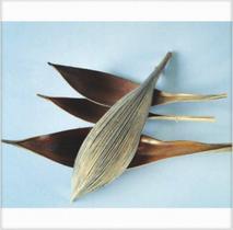 Kit 3 Casca de Capa de Coco para Decoração Kit 3 Casca de Capa de Coco para Decoração