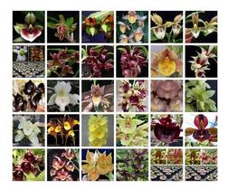 Kit 3 Catasetum - Adultos - Orquideas - orquidario DF