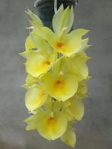 Kit 3 Catasetum Pileatum Super Oferta 2 R98,00 - orquidario DF