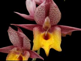 Kit 3 Catasetum Selecionado - Apenas R69,00