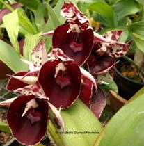 Kit 3 Catasetum Supremos - Meristem - orquidario DF