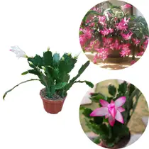 Kit 3 Flor De Maio Cacto Schlumbergera truncata Cores Mista Kit 3 Flor De Maio Cacto Schlumbergera truncata Cores Mista