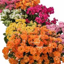 Kit 3 Kalanchoe/calandiva Flor-da-fortuna Cor Surpresa Kit 3 Kalanchoe/calandiva Flor-da-fortuna Cor Surpresa