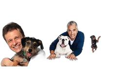 Kit 3 Livro Adestramento Inteligente + Guia Cão Feliz - DVS EDITORA Kit 3 Livro Adestramento Inteligente + Guia Cão Feliz - DVS EDITORA