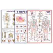 Kit 3 Mapas Do Corpo Humano: Esquelético 1 + Esquelético 2 + Corpo Humano - Dobrados Kit 3 Mapas Do Corpo Humano: Esquelético 1 + Esquelético 2 + Corpo Humano - Dobrados
