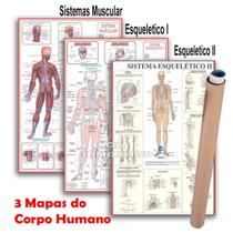 Kit 3 Mapas Sistema Muscular - Esquelético 1 - Esquelético 2 - Enrolado em tubo postal