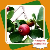 Kit 3 Mudas de Araçá Vermelho Psidium Cattleyanum Sabine.
