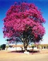 Kit 3 Mudas De Ipê Roxo