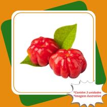 Kit 3 Mudas de Pitanga Eugenia Uniflora de Rápida Produção