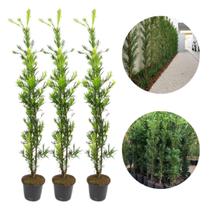 Kit 3 Mudas De Podocarpo 1 Metro Plantas Ornamentais Para Jardim Kit 3 Mudas De Podocarpo 1 Metro Plantas Ornamentais Para Jardim