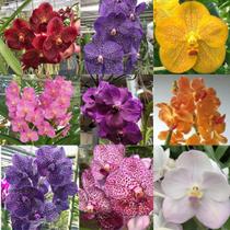 Kit 3 mudas de vanda jovens sortidas