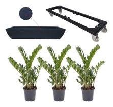 Kit 3 Mudas De Zamioculca Com Jardineira 60x20 E Suporte Com Rodas